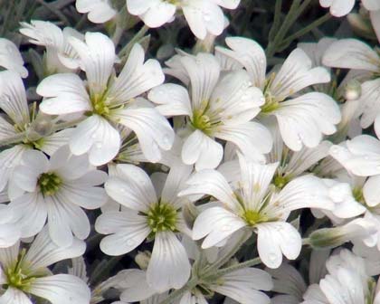 Cerastium tomentosum.  Spring and early summer - a very pretty groundcover or border plant.