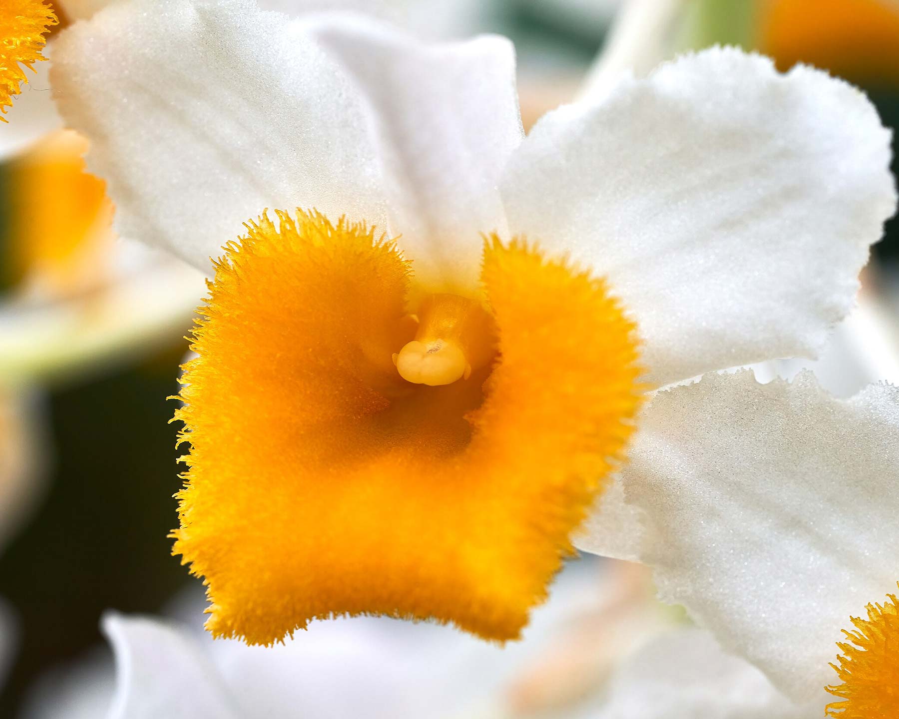 Dendrobium thyrsiflorum  white and yellow flowers - photo Geoff McKay from Palmerston North, New Zealand