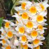 Dendrobium thyrsiflorum - photo Drew Avery