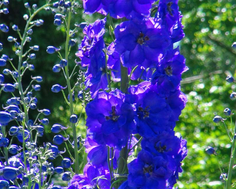 Delphinium Tall Elatum Hybrids growing over 2m - Bruce  Deep Blue / indigo  flowers