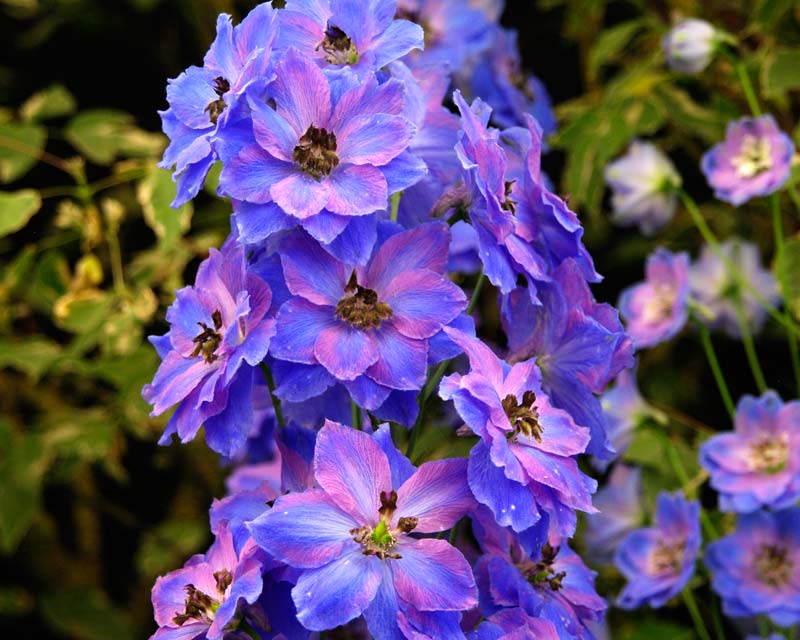 Delphinium Elatum Group Hybrids. Cassius - medium size growing to 1.6m  Blue and violet flowers