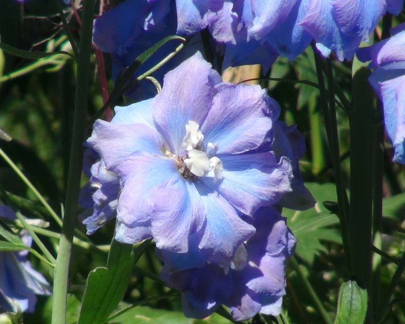 Delphinium Elatum Group Medium Hybrid grows to 1.7m - Spindrift pale blue flowers cream centres