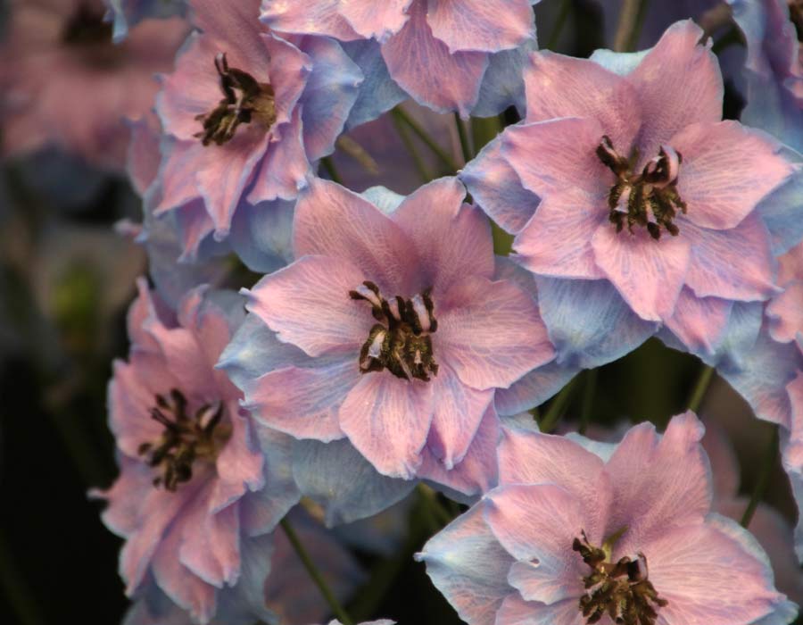 Delphinium 'Conspicuous' pale pink and blue flowers