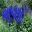 Delphinium Elatum group hybrid - Faust will grow to over 2m -  indigo flowers spikes planted en masse