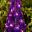 Delphinium Elatum Group Hybrid - Nobility purple and indigo flowers