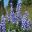 Delphinium Elatum Group Medium Hybrid - Spindrift - spires of pale blue flowers grow to 1.7m