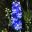 Delphinium Guardian Blue - a hybrid in the D. elatum group