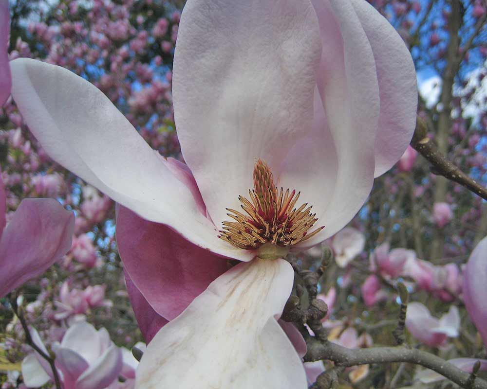 Magnolia x soulangeana 'Lennei Nigra'