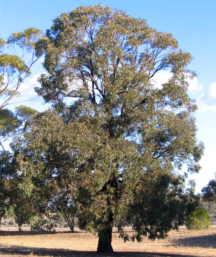 Eucalyptus SidRosea833