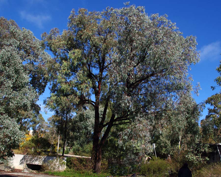 Mugga Iron Bark - Eucalyptus sideroxylon