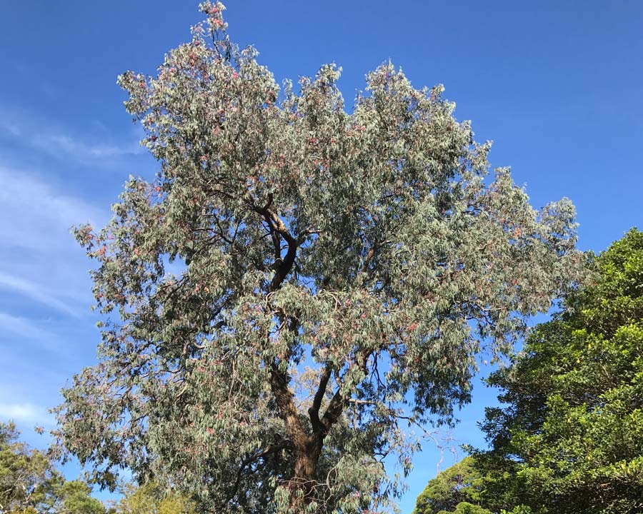 Eucalyptus sideroxylon 'Rosea' pink flowers