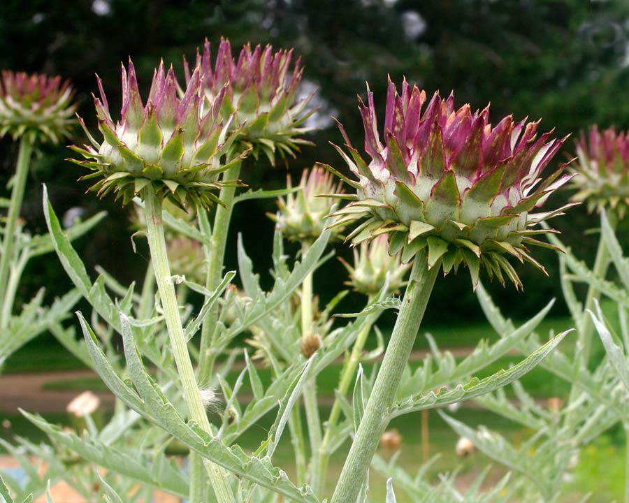 Cynara scolymus - Artichoke - flower buds at the tip of tall branching stems