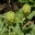 Globe artichoke - cynara cardunculus scolymus