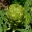 Globe artichoke - cynara cardunculus scolymus