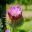 Pink thistle like flower of Artichoke - Cynara cardunculus Scolymus