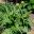 Cynara cardunculus Scolymus - Artichoke-  bushy plant, interesting addition to garden borders