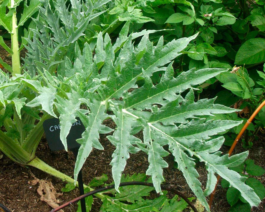 Cynara cardunculus -  Cardoon has large deeply lobed leaves