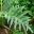 Cynara cardunculus -  Cardoon has large deeply lobed leaves
