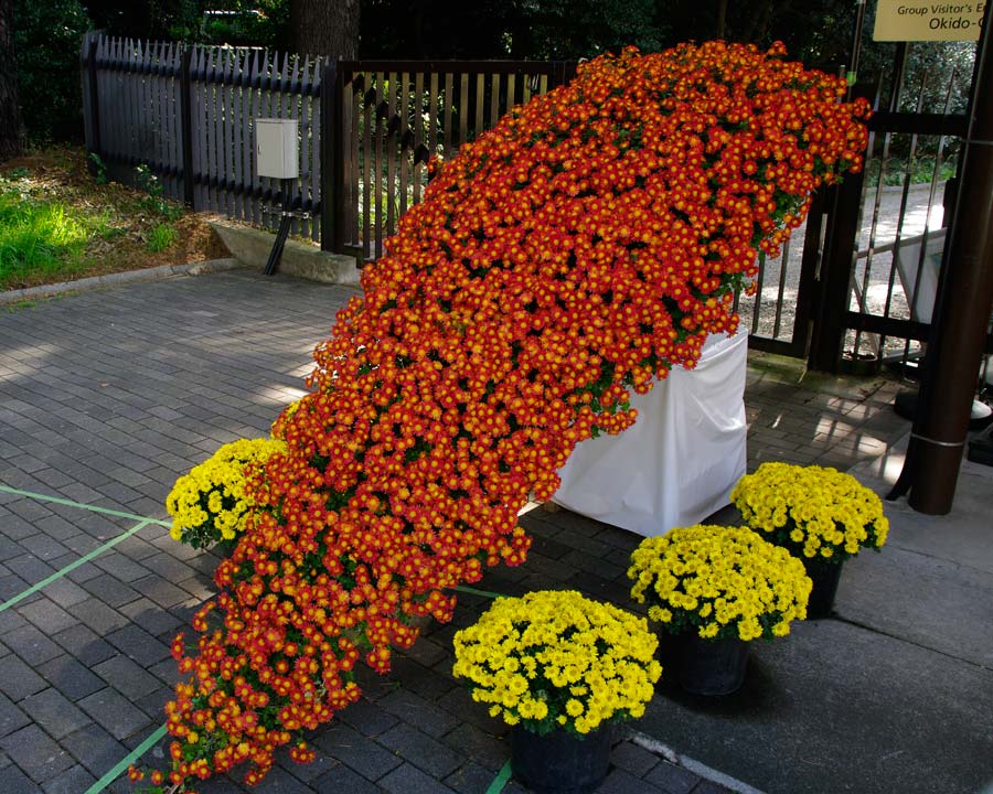 Chrysanthemum morifolium - exhibition in Shinjuku Gyoen park in central Tokyo