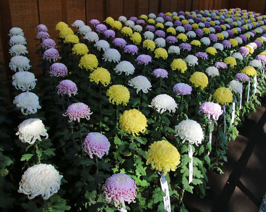 Chrysanthemum morifolium - exhibition in Shinjuku Gyoen park in central Tokyo