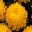 Chrysanthemum morifolium x Misty Golden - large deep yellow incurved flower head