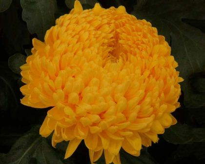 Chrysanthemum x Golden Orange