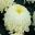 Chrysanthemum morifolium x Misty Cream