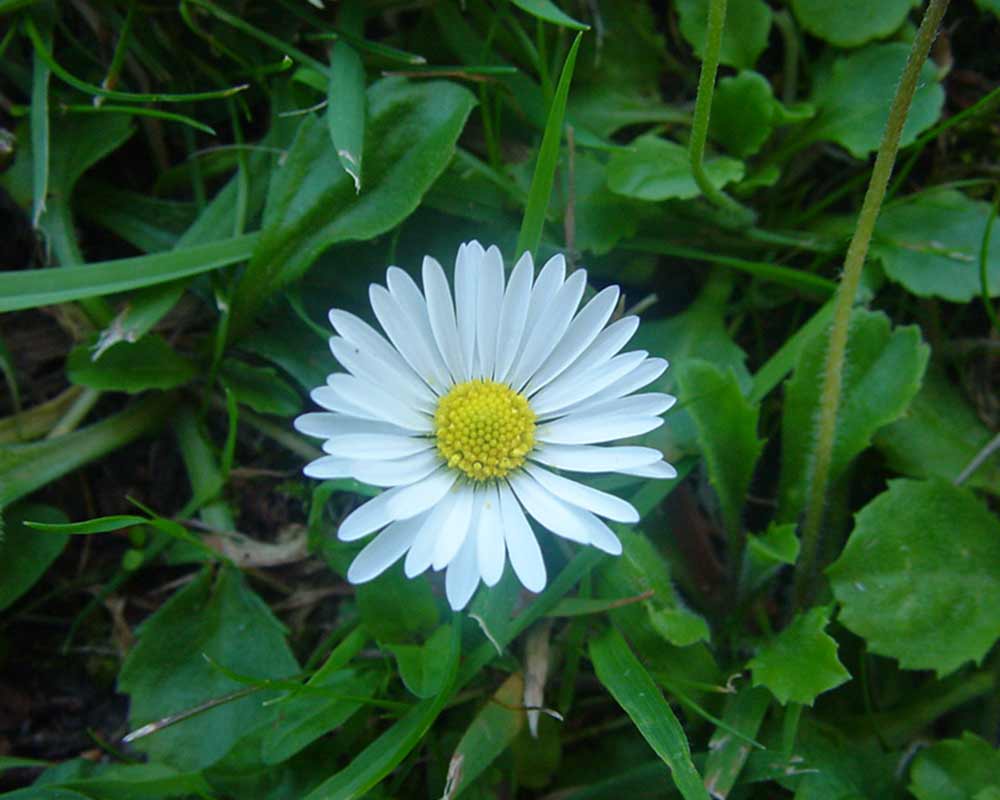 Leucanthemum x superbum, Shasta Daisy