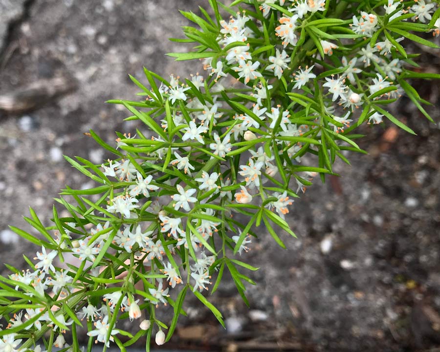 Aparagus densiflora 'Meyerii'  has small star-like white flowers