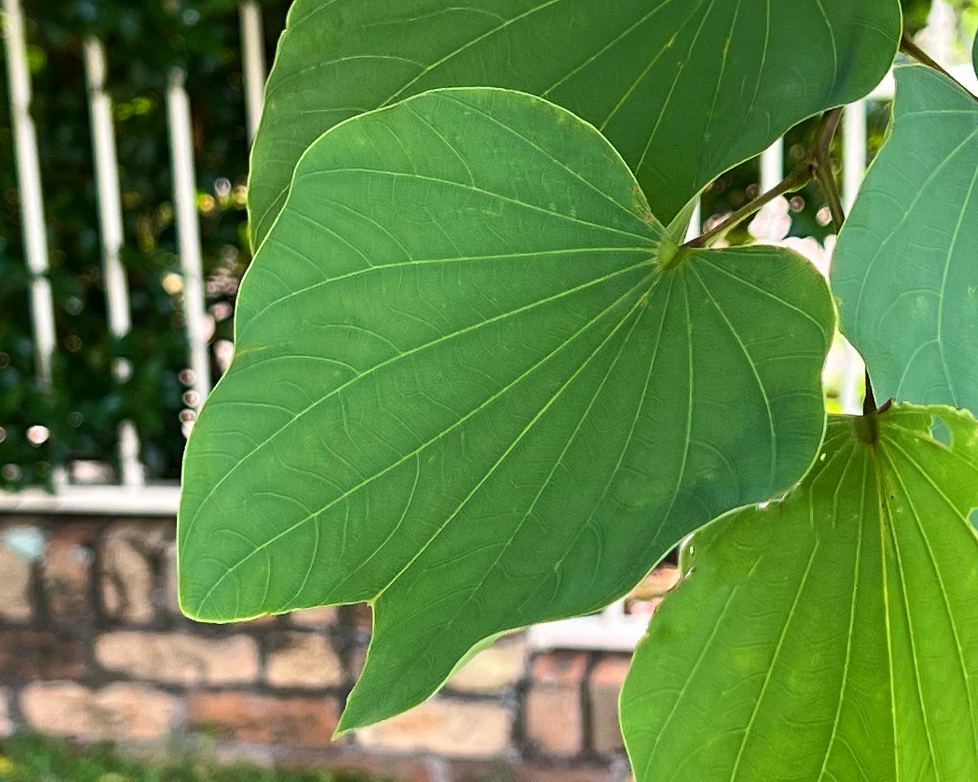 Bauhinia blakeana leaf