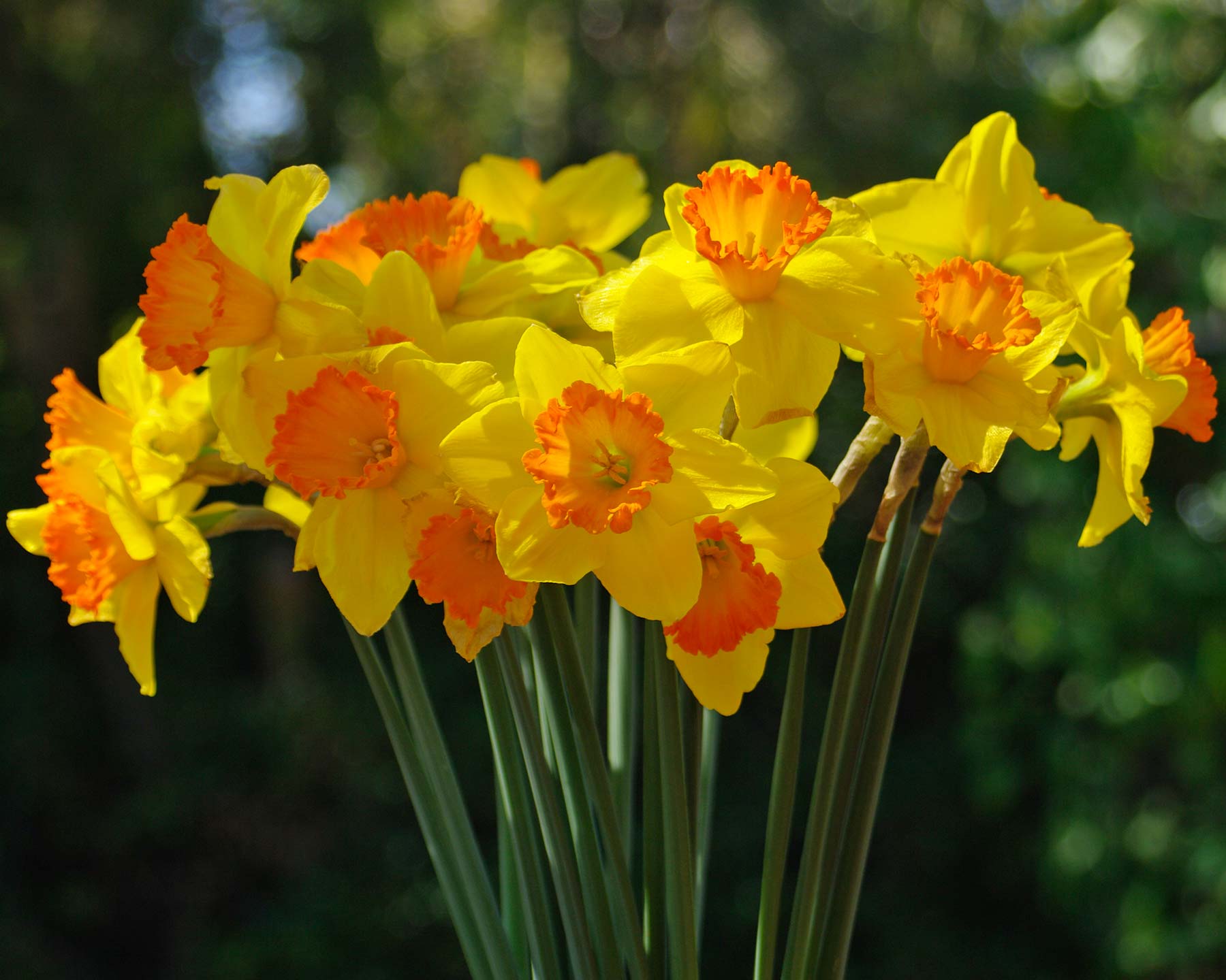 Narcissus - the ultimate harbinger of spring