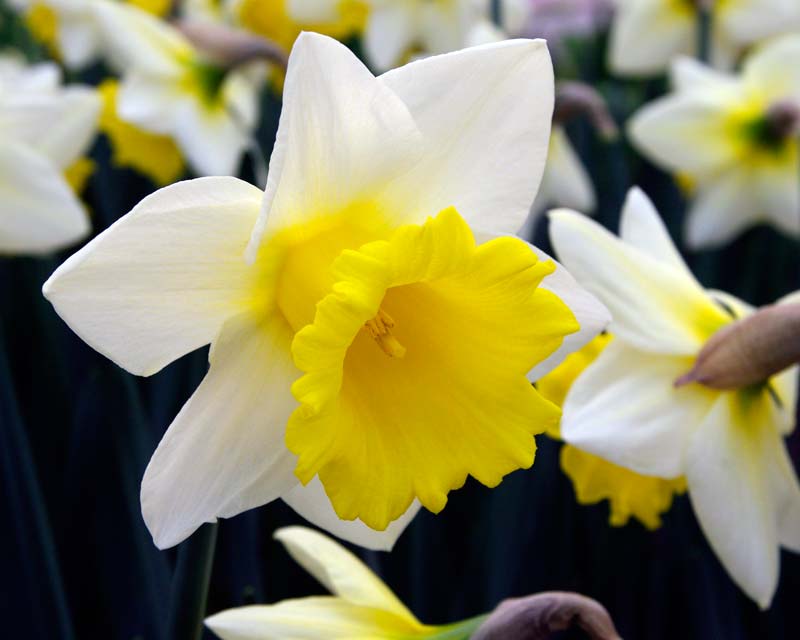 Narcissus Trumpet Long Cupped group - 'Cornish King'