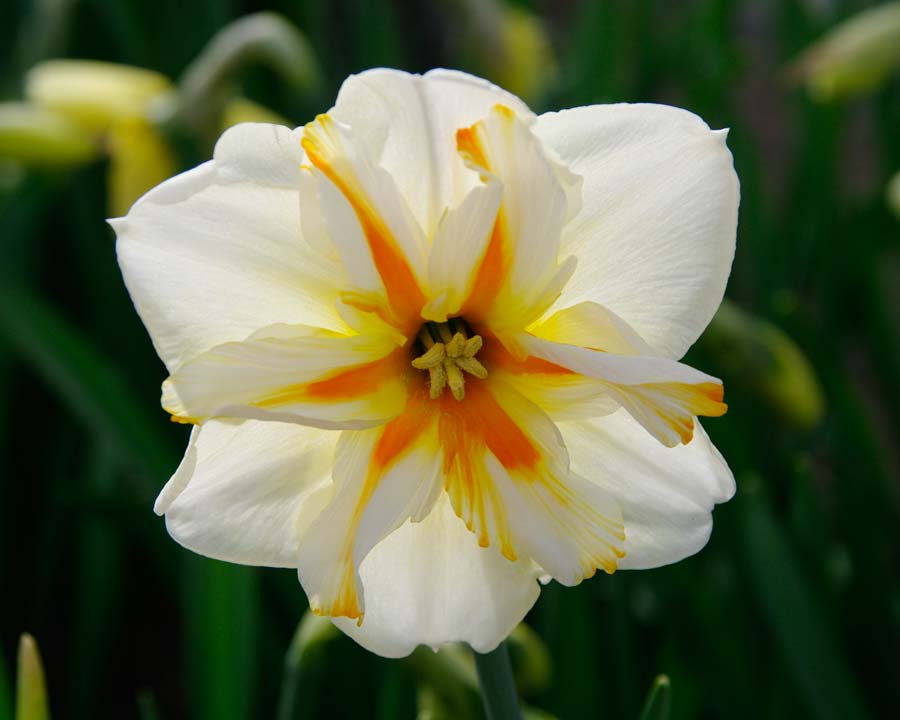 Narcissus Trepolo - as seen at Keukenhof, Holland.  If editors can have favourites, then this is mine.