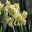 Narcissus Tazetta group - 'Avalanche'
