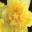 Narcissus Double group - 'Dick Wilden'