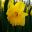 Narcissus Trumpet Long Cupped group -'Eclatant'