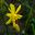 Narcissus Jonquilla group - 'Twinkling Yellow'