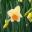 Narcissus Large Cupped group - 'Tickled Pinkeen'