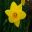Narcissus Large Cupped group -  'Saint Keverne'