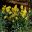 Winter Daffodils - Mount Tomah Botanic Gardens