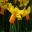 Narcissus Cyclamineus group - 'Velocity', as seen at Keukenhof, Holland.