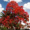 Brachychiton acerifolius, Illawarra Flame Tree