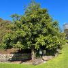 Brachychiton acerifolius - Sydney Botanic Gardens