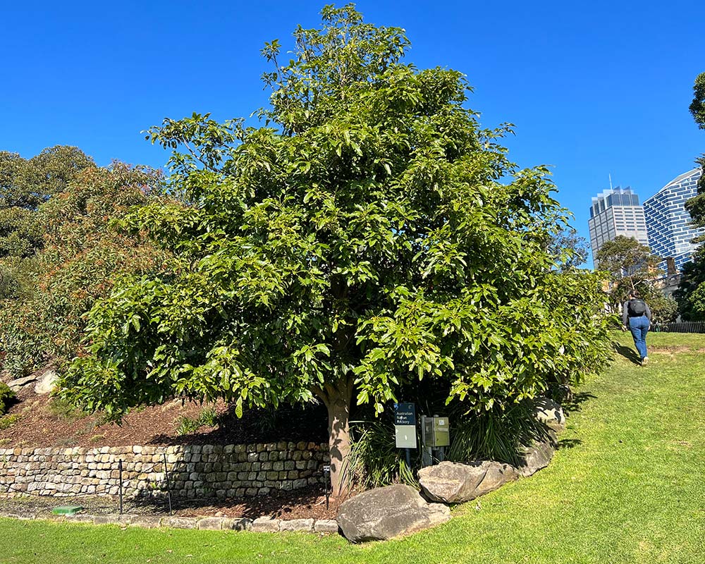 Brachychiton acerifolius - Sydney Botanic Gardens