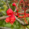 Brachychiton acerifolius - Illawarra Flame Tree - clusters for red bell shaped apetalous flowers