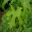 Brachychiton acerifolius - has large lobed leaves