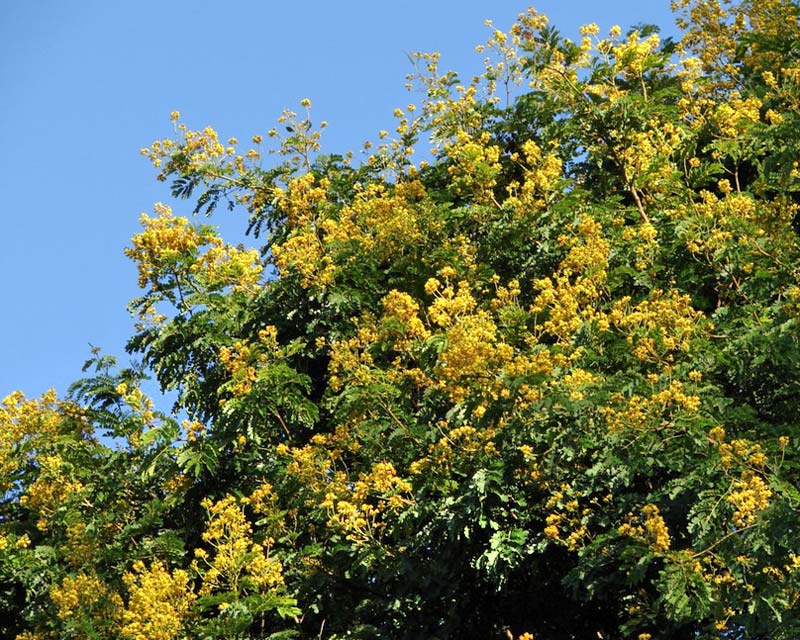 Caesalpinia ferrea - Leopard Tree - racemes of yellow flowers - photo taken in Brisbane by Tatters