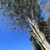 Libidibia ferrea, Leopard Tree