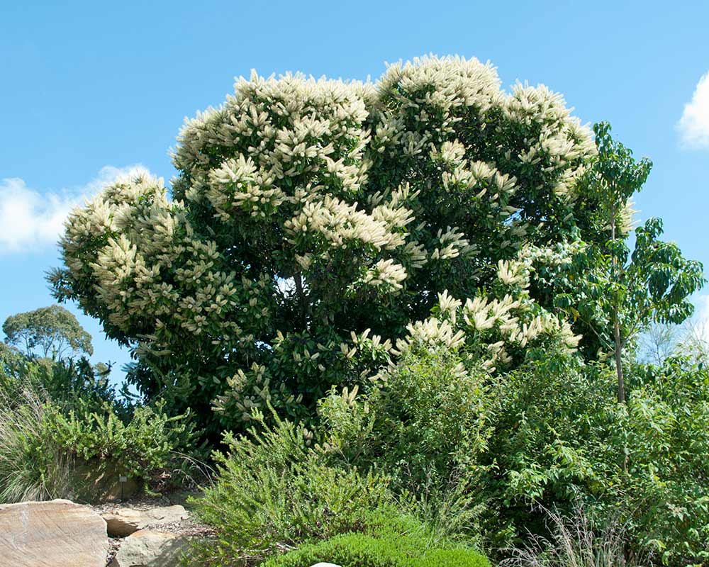 Buckinghamia celsissima at Mount Annan Royal Botanical Gardens Sydney