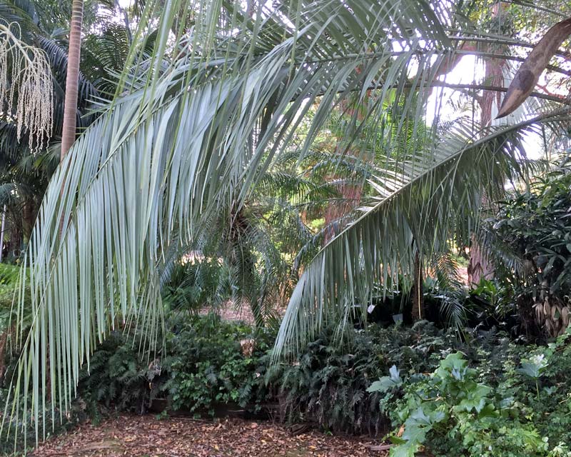 Butia capitata - the graceful arching fronds of Wine or Jelly Palm